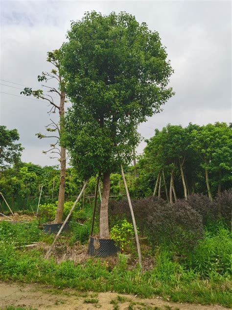 樟木的功效|樟木的作用与功效、副作用